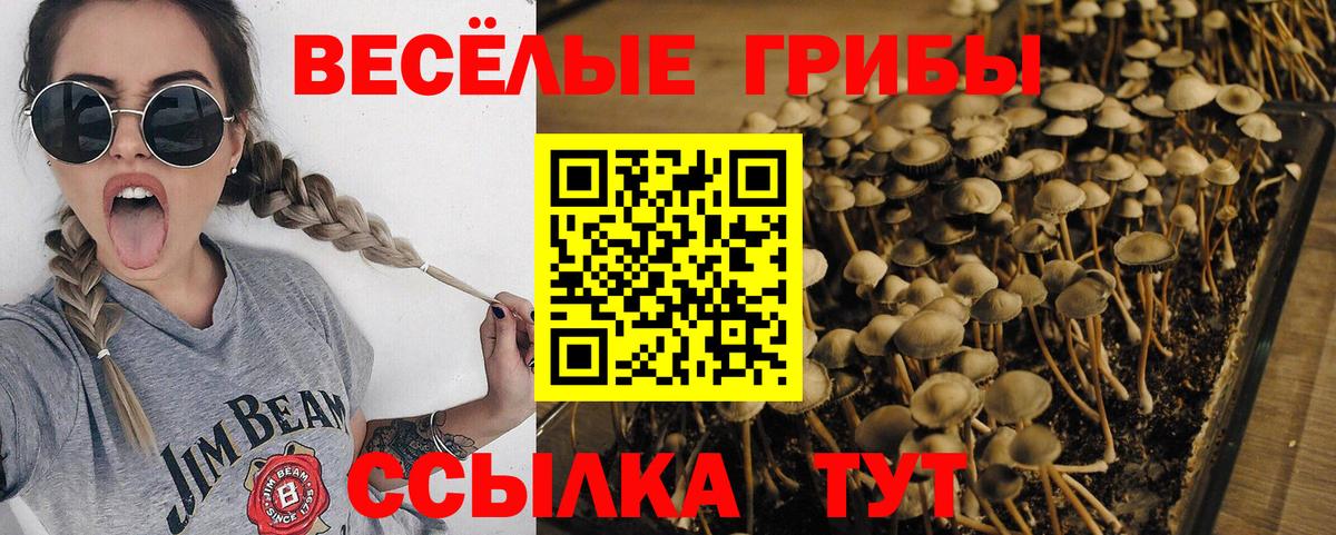 Псилоцибиновые грибы Psilocybe Лесосибирск